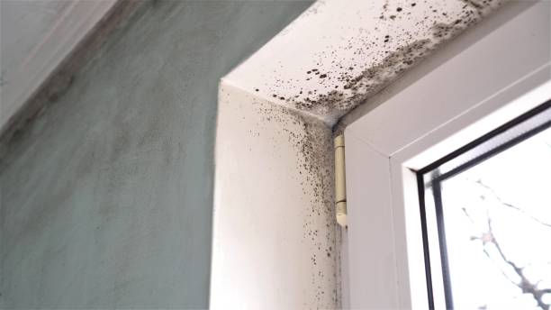 Best Attic Mold Removal  in Pottsville, PA