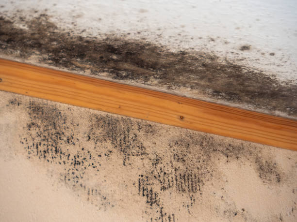 Best Environmental Consulting for Mold Prevention  in Pottsville, PA